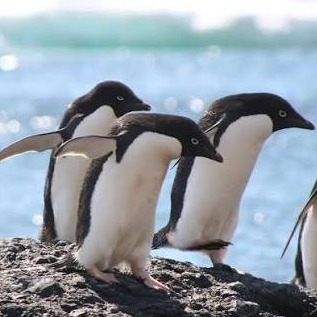 Wild Bryde Adelie Penguin Bracelet Full-Body, Species Ambiguous, Hallmark Photo - Unofficial Wild Bryde Collector's Guide