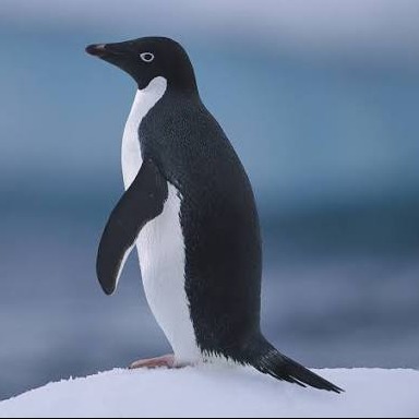Wild Bryde Adelie Penguin Earrings Full-Body, Whimsical, Species Ambiguous - Unofficial Wild Bryde Collector's Guide