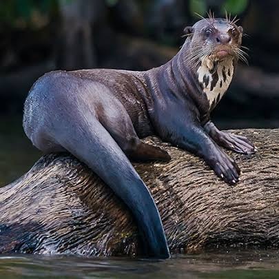 Wild Bryde Giant Otter Earrings Full-Body, Species Ambiguous, Whimsical - Unofficial Wild Bryde Collector's Guide