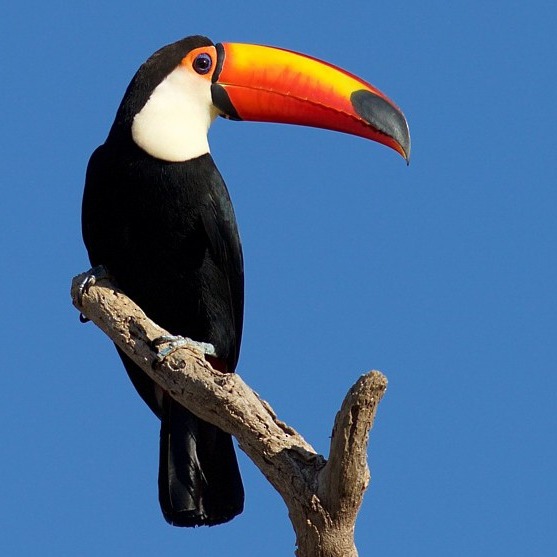 Wild Bryde Other Toucan Earrings Full-Body, Framed, Species Photo - Unofficial Wild Bryde Collector's Guide