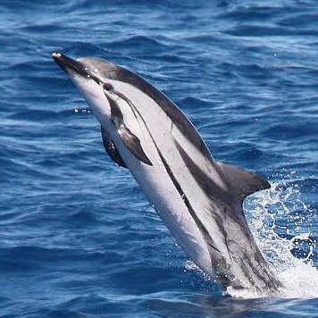 Wild Bryde Striped Dolphin Bracelet Full-Body, Species Ambiguous, Species Photo - Unofficial Wild Bryde Collector's Guide