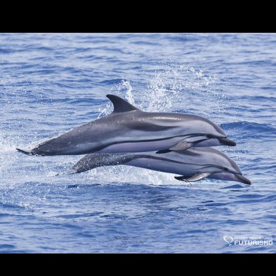 Wild Bryde Striped Dolphin Bracelet Full-Body, Pairs and Families, Species Photo - Unofficial Wild Bryde Collector's Guide