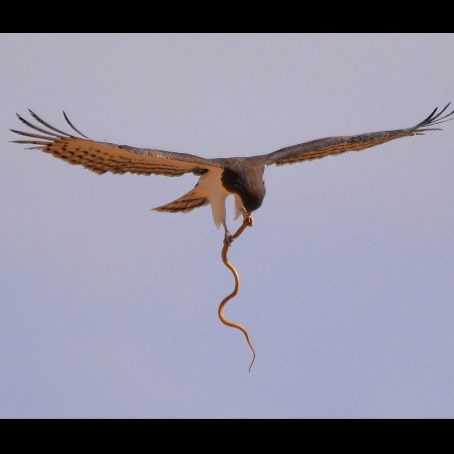 Wild Bryde Eagle & Snake Earrings Full-Body, Naturalistic, Species Ambiguous - Unofficial Wild Bryde Collector's Guide