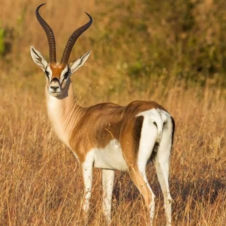 Wild Bryde Antelope Brooch Framed, Full-Body, Species Photo - Unofficial Wild Bryde Collector's Guide