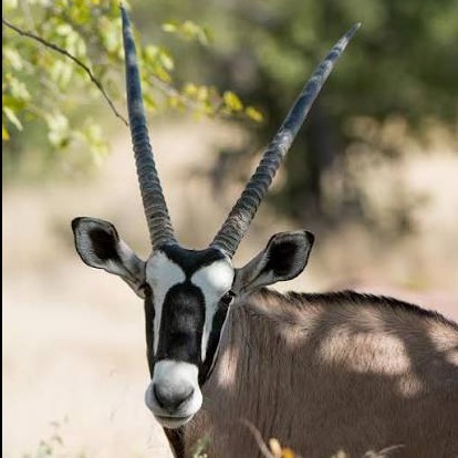 Wild Bryde Antelope Earrings Framed, Face Only, Species Photo - Unofficial Wild Bryde Collector's Guide
