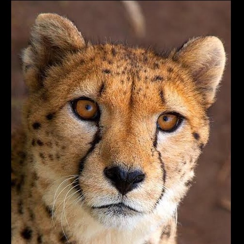 Wild Bryde Cheetah Earrings, Pendant Face Only, Whimsical, Species Photo - Unofficial Wild Bryde Collector's Guide