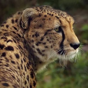Wild Bryde Cheetah Brooch, Earrings, Pendant Framed, Naturalistic, Face Only - Unofficial Wild Bryde Collector's Guide