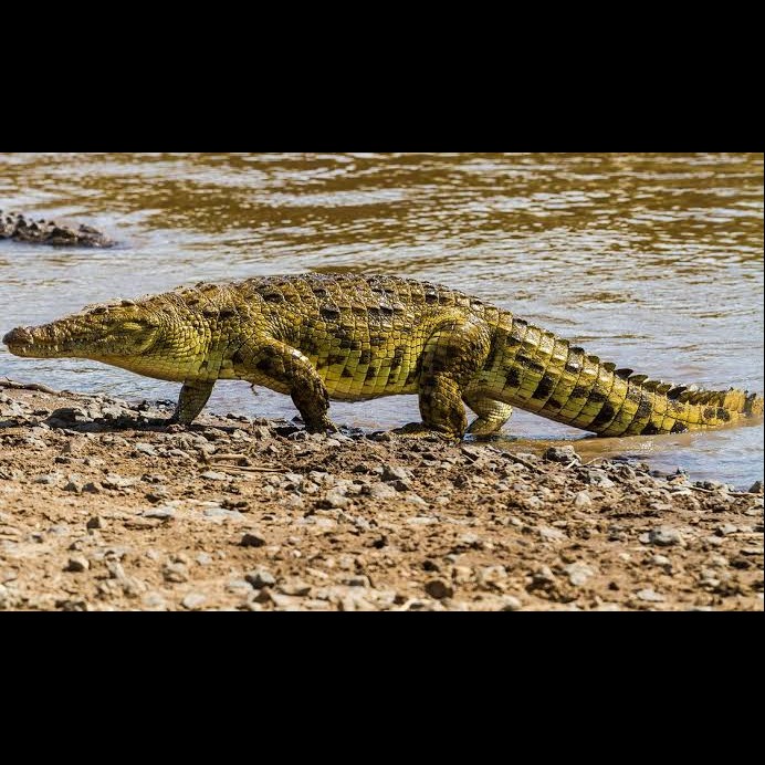 Wild Bryde Crocodile Earrings Full-Body, Naturalistic, Species Photo - Unofficial Wild Bryde Collector's Guide