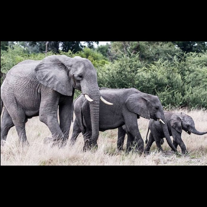 Wild Bryde Elephant Brooch Full-Body, Pairs & Families, Species Photo - Unofficial Wild Bryde Collector's Guide