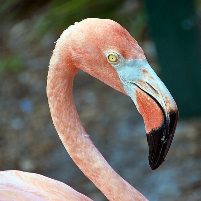 Wild Bryde Flamingo Earrings Face Only, Framed, Species Photo - Unofficial Wild Bryde Collector's Guide
