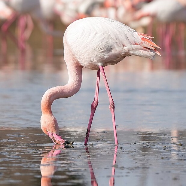 Wild Bryde Flamingo Earrings Framed, Full-Body, Species Photo - Unofficial Wild Bryde Collector's Guide