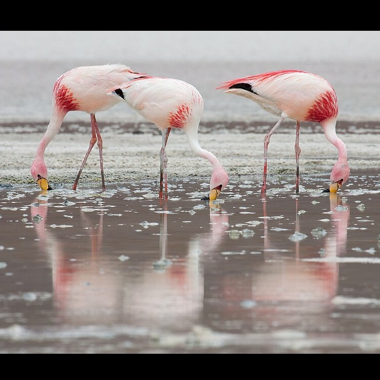 Wild Bryde Flamingo Brooch, Earrings Full-Body, Pairs & Families, Species Ambiguous - Unofficial Wild Bryde Collector's Guide