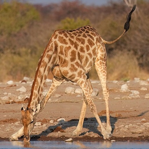 Wild Bryde Giraffe Earrings Full-Body, Naturalistic, Species Photo - Unofficial Wild Bryde Collector's Guide