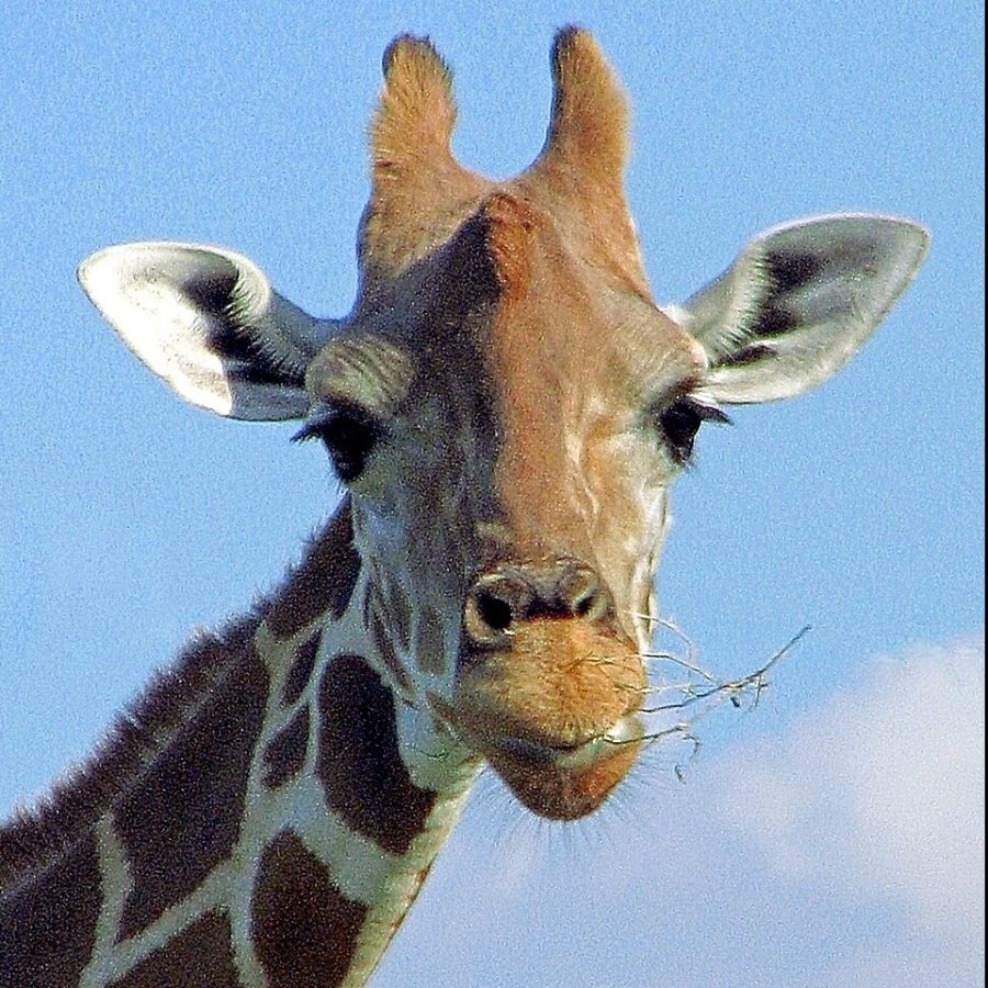Wild Bryde Giraffe Earrings Face Only, Whimsical, Species Photo - Unofficial Wild Bryde Collector's Guide