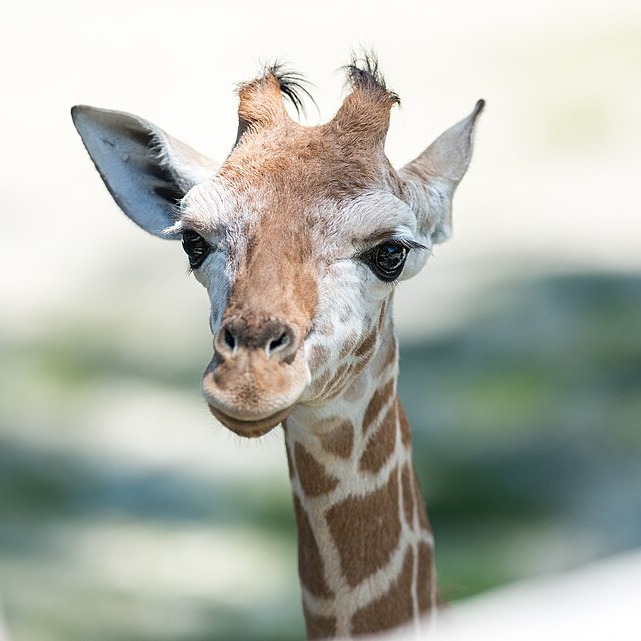 Wild Bryde Giraffe Earrings, Posts Framed, Face Only, Species Photo - Unofficial Wild Bryde Collector's Guide