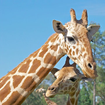 Wild Bryde Giraffe Earrings, Pendant Framed, Face Only, Pairs & Families - Unofficial Wild Bryde Collector's Guide