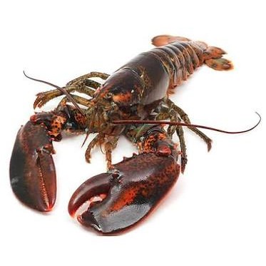 Wild Bryde Lobster Earrings Full-Body, Framed, Species Photo - Unofficial Wild Bryde Collector's Guide