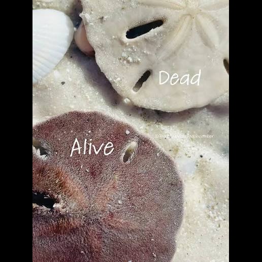 Wild Bryde Sand Dollar Earrings, Posts Species Photo - Unofficial Wild Bryde Collector's Guide