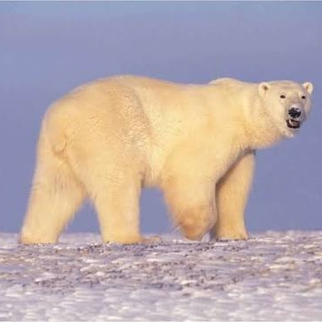Wild Bryde Polar Bear Polar Bear Ornament Full-Body, Whimsical, Landscape - Unofficial Wild Bryde Collector's Guide