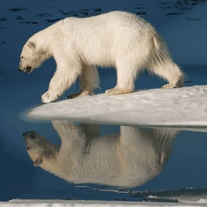 Wild Bryde Polar Bear Earrings, Pendant Full-Body, Framed, Landscape - Unofficial Wild Bryde Collector's Guide