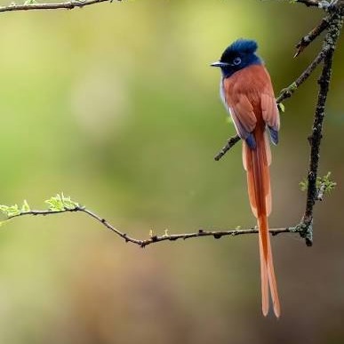 Wild Bryde Paradise Flycatcher Earrings Full-Body, Species Ambiguous, Species Photo - Unofficial Wild Bryde Collector's Guide