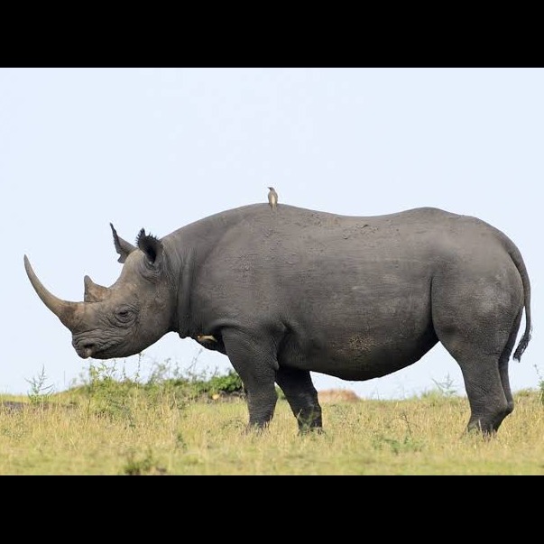 Wild Bryde Rhino Earrings Full-Body, Whimsical, Species Photo - Unofficial Wild Bryde Collector's Guide
