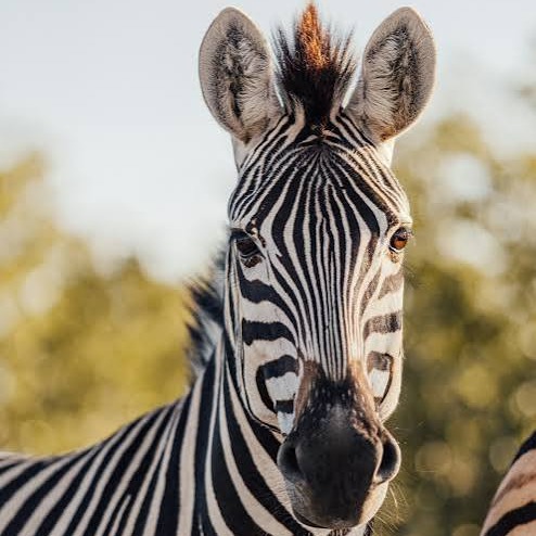 Wild Bryde Zebra Pendant Face Only, Map-Based, Species Photo - Unofficial Wild Bryde Collector's Guide