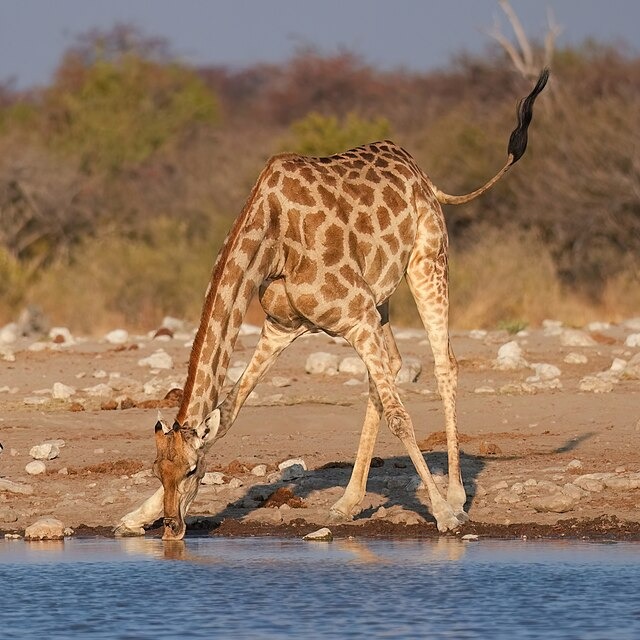 Wild Bryde Giraffe Earrings Full-Body, Naturalistic, Species Photo - Unofficial Wild Bryde Collector's Guide