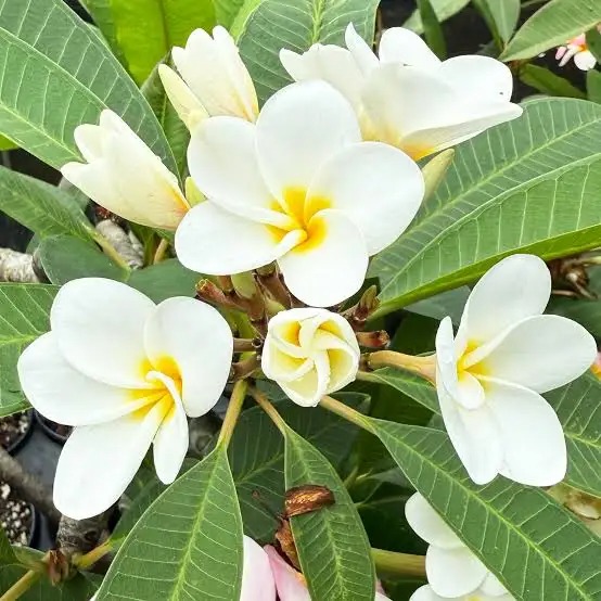 Wild Bryde Plumeria Earrings Framed, Landscape, Species Photo - Unofficial Wild Bryde Collector's Guide
