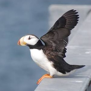 Wild Bryde Puffin Earrings Full-Body, Framed, Landscape - Unofficial Wild Bryde Collector's Guide