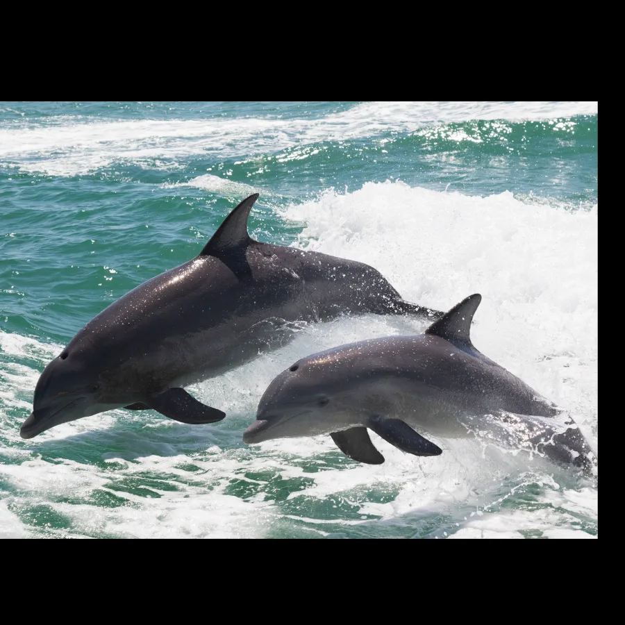 Wild Bryde Bottlenose Dolphin Earrings Full-Body, Framed, Species Ambiguous - Unofficial Wild Bryde Collector's Guide