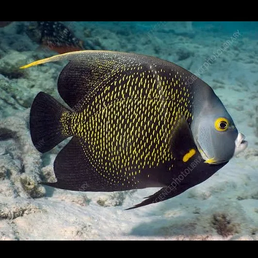 Wild Bryde Angelfish Earrings Full-Body, Hallmark Photo, Species Photo - Unofficial Wild Bryde Collector's Guide