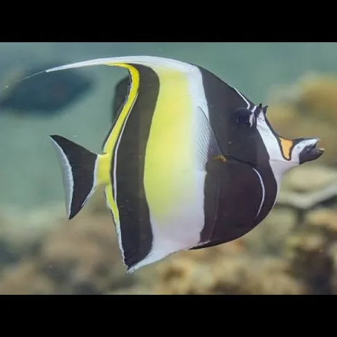 Wild Bryde Moorish Idol Earrings Full-Body, Hallmark Photo, Species Photo - Unofficial Wild Bryde Collector's Guide
