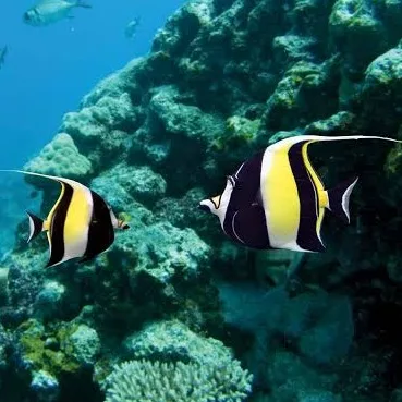 Wild Bryde Moorish Idol Earrings Full-Body, Framed, Pairs and Families - Unofficial Wild Bryde Collector's Guide