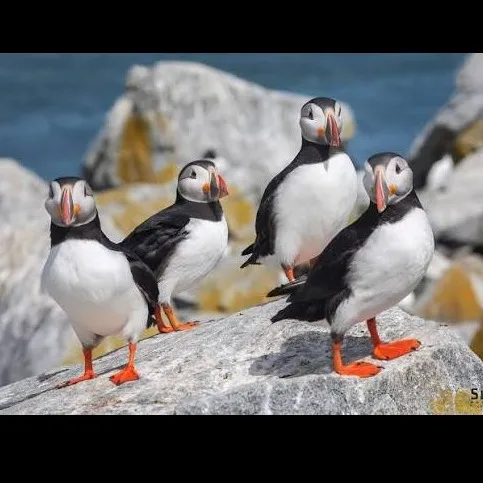 Wild Bryde Puffin Brooch Full-Body, Pairs and Families, Landscape - Unofficial Wild Bryde Collector's Guide