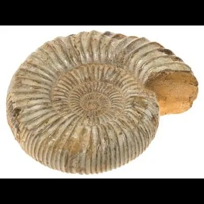 Wild Bryde Chambered Nautilus & Other Nautilus Earrings Species Photo - Unofficial Wild Bryde Collector's Guide