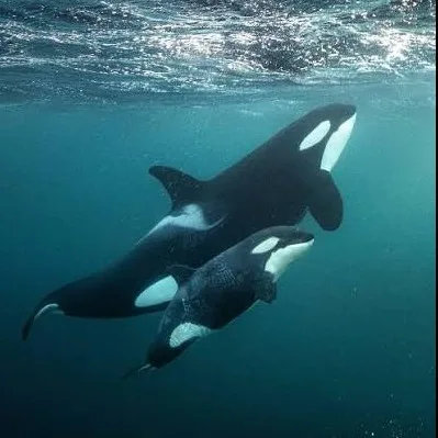 Wild Bryde Orca Earrings, Pendant Full-Body, Pairs and Families, Framed - Unofficial Wild Bryde Collector's Guide
