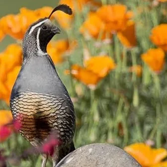 Wild Bryde California Quail & Poppy Earrings Full-Body, Landscape, Framed - Unofficial Wild Bryde Collector's Guide