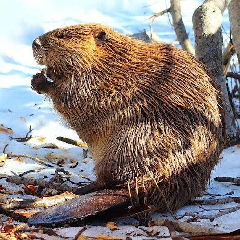 Wild Bryde Beaver Brooch Full-Body, Landscape, Framed - Unofficial Wild Bryde Collector's Guide