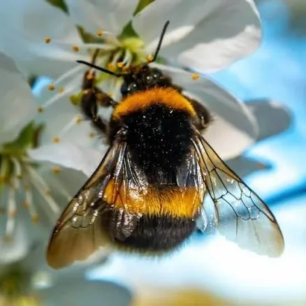 Wild Bryde Bumblebee Earrings, Posts Full-Body, Naturalistic, Hallmark Photo - Unofficial Wild Bryde Collector's Guide