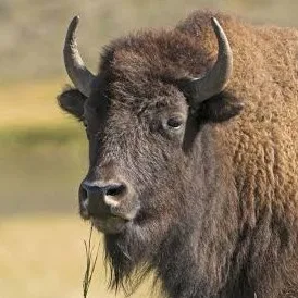 Wild Bryde Bison Earrings, Brooch Face Only, Hallmark Photo, Species Photo - Unofficial Wild Bryde Collector's Guide
