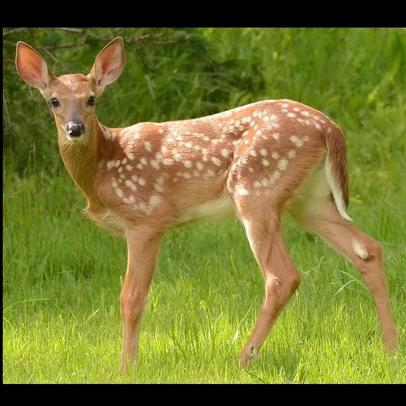 Wild Bryde White-Tailed Deer Earrings Full-Body, Framed, Species Photo - Unofficial Wild Bryde Collector's Guide