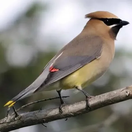Wild Bryde Cedar Waxwing Earrings Full-Body, Landscape, Framed - Unofficial Wild Bryde Collector's Guide