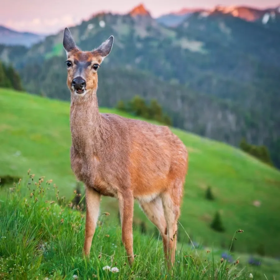 Wild Bryde White-Tailed Deer Pin, Posts Full-Body, Landscape, Framed - Unofficial Wild Bryde Collector's Guide