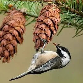 Wild Bryde Chickadee Earrings Full-Body, Naturalistic, Dangles or Articulation - Unofficial Wild Bryde Collector's Guide