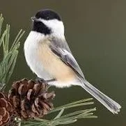 Wild Bryde Chickadee Earrings, Pendant Full-Body, Landscape, Framed - Unofficial Wild Bryde Collector's Guide