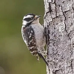 Wild Bryde Downy Woodpecker Ornament, Earrings Full-Body, Framed, Landscape - Unofficial Wild Bryde Collector's Guide