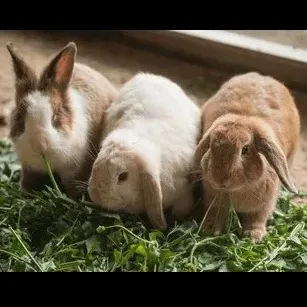 Wild Bryde Domestic Rabbit Brooch Full-Body, Landscape, Framed - Unofficial Wild Bryde Collector's Guide