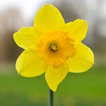 Wild Bryde Daffodil Earrings Landscape, Species Photo - Unofficial Wild Bryde Collector's Guide