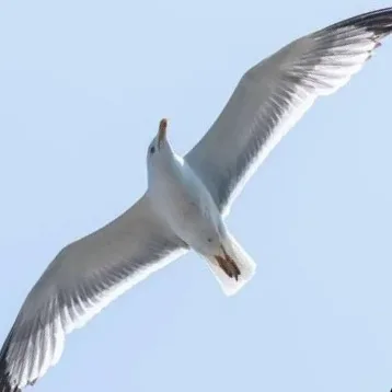 Wild Bryde Seagull Earrings Full-Body, Hallmark Photo, Species Photo - Unofficial Wild Bryde Collector's Guide